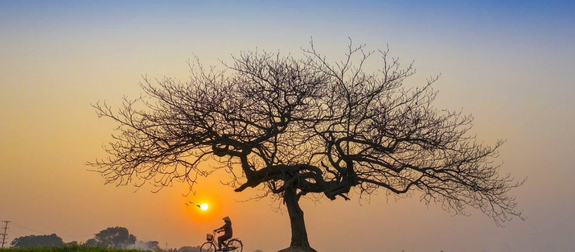 sunset, afternoon, bicycle